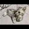 Cats 6