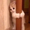 cats 5