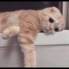 Cats 5