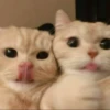 ♡Cats Cute♡ 8