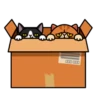 fun cat 10