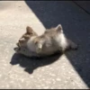 Cats 6