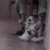 Cats 9