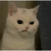 Cats 7