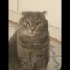 Cats 7