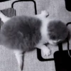 Cats 10