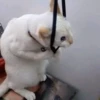 Cat’ cats 9