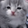 Cats 11
