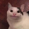 cats 6