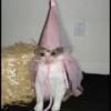 Cat’ cats 10