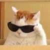 Cat’ cats 11