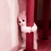 kucing soft 9