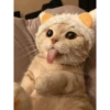 Cats 8