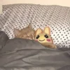 cats 7