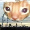 Cat’ cats 13