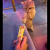 ♡Cats Cute♡ 9