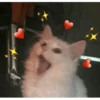 Cats 10