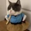 cats 10