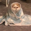 cats 11