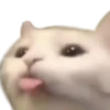 cats 12