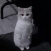 Cats 12