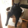 cats club 10