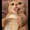 ♡Cats Cute♡ 10