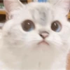 Cats 12
