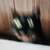 cats club 11