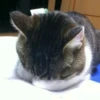 cats club 13