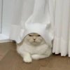 Cats 8