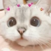 Cats 13
