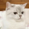 Cats 14