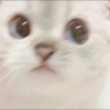 bundara punya kucing 6