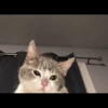 Cats 9