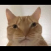 ♡Cats Cute♡ 11