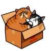 fun cat 16