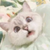bundara punya kucing 7