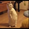 Cats 10