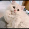 ♡Cats Cute♡ 12