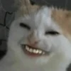 Cats 15