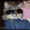 Cat’ cats 16
