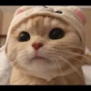 ♡Cats Cute♡ 13