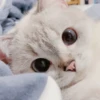 bundara punya kucing 8