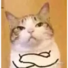 cats 14