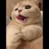 ♡Cats Cute♡ 14