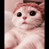 kucing soft 10