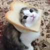 ♡Cats Cute♡ 15