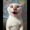 Cats 11