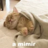 cats 16